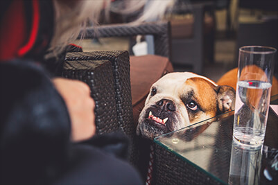 dog-friendly-image-two