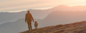Dog friendly cottages