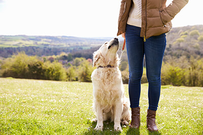 dog-friendly-image-one