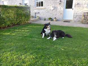 Collies