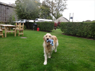 Golden Retriever