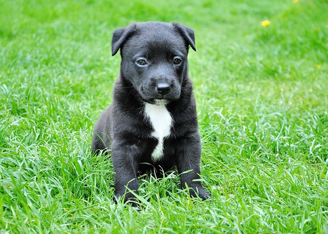 Dog Friendly Holiday Accommodation in the Peak District