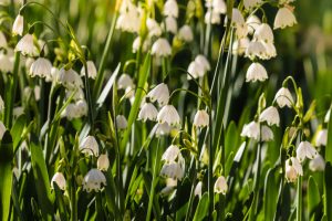 Hopton Hall Snowdrop Walk