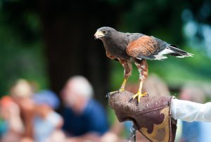 Chatsworth House Falcons, Half term events and activities in the Peak District