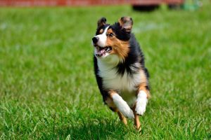 Bamford Sheepdog trials