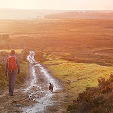 Pet friendly cottages near tissington trail