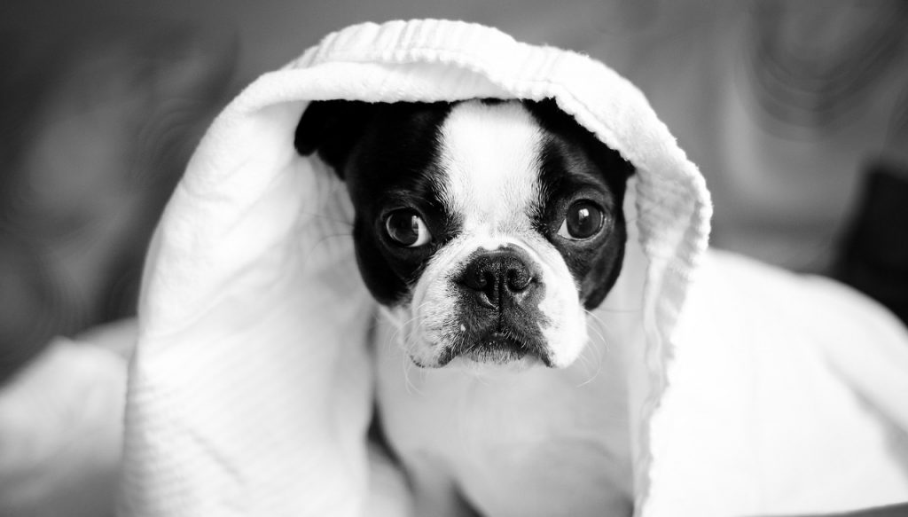 10 Dog Friendly Days out in the peak district
