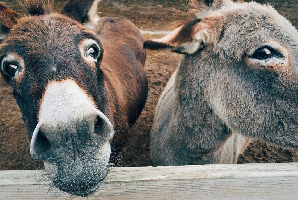 10 best places to visit in the Peak District Donkey Sanctuary