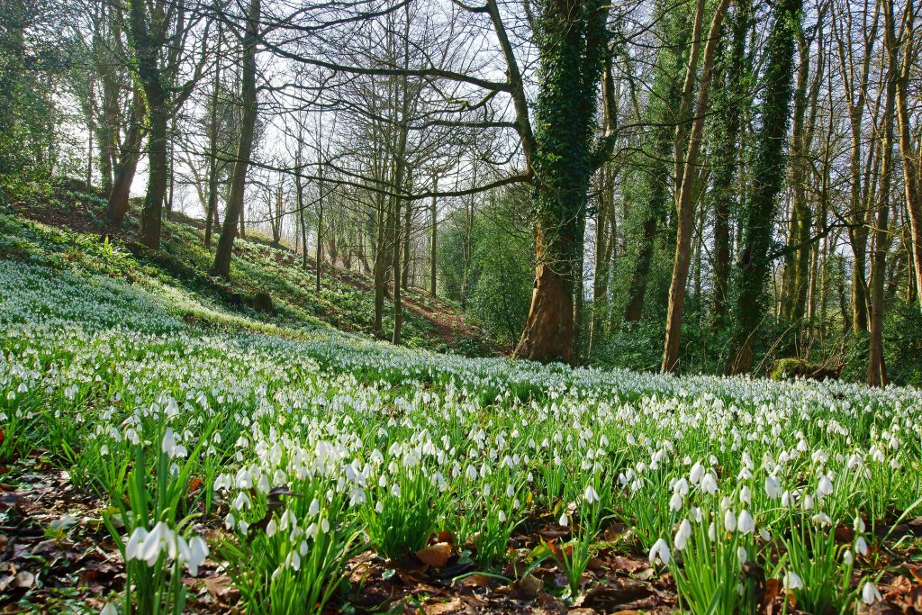 Places to see snowdrops in the Peak District