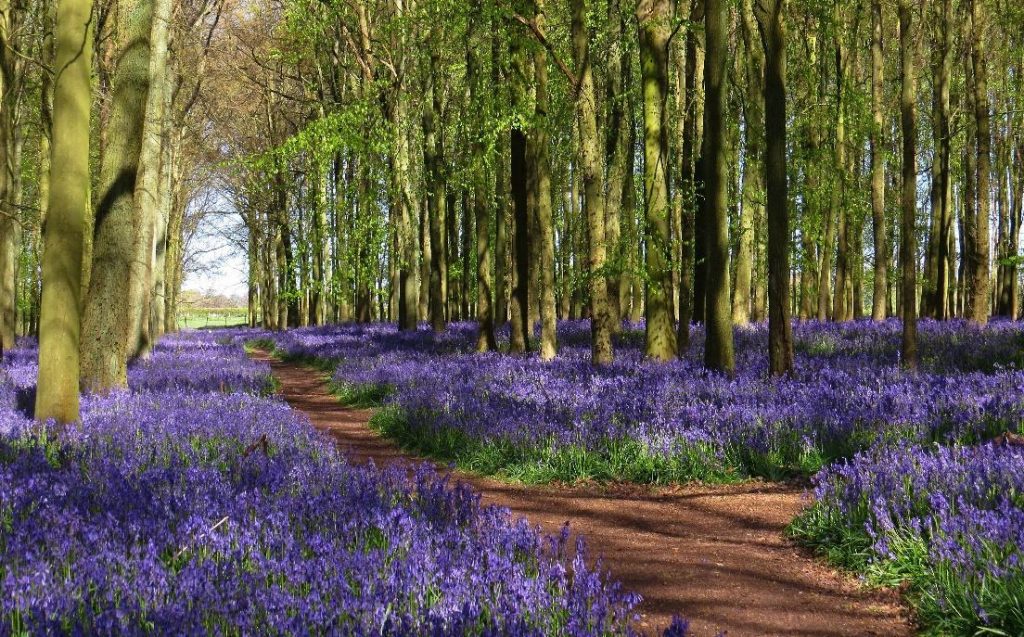 Lavender growing in the woods at Peak District Holiday Parks