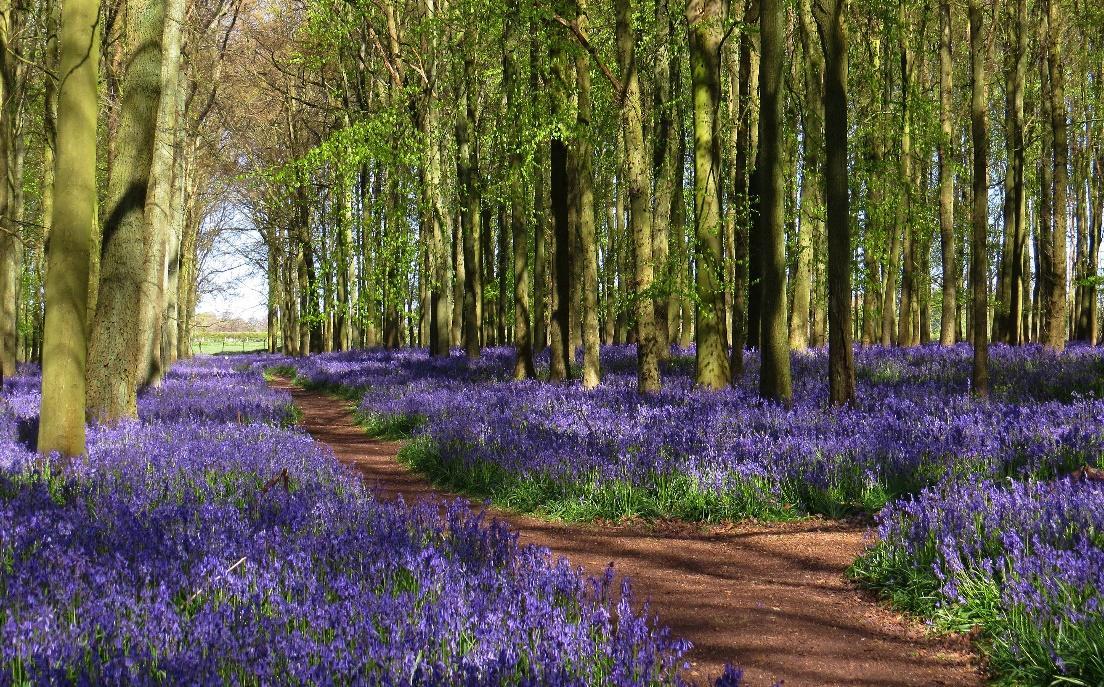 Lavender growing in the woods at Peak District Holiday Parks