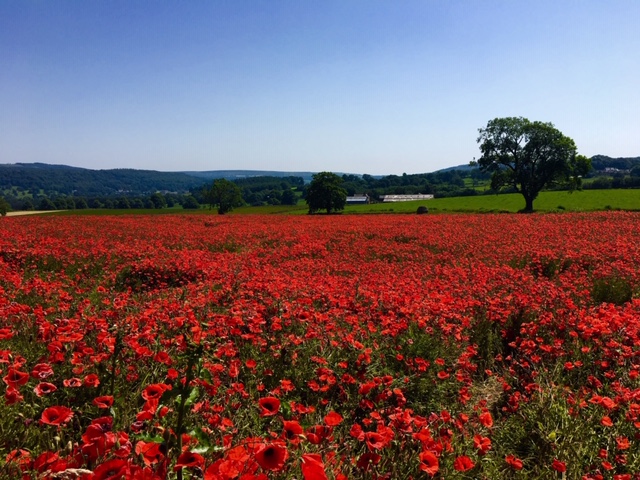 Cottages near baslow poppy field