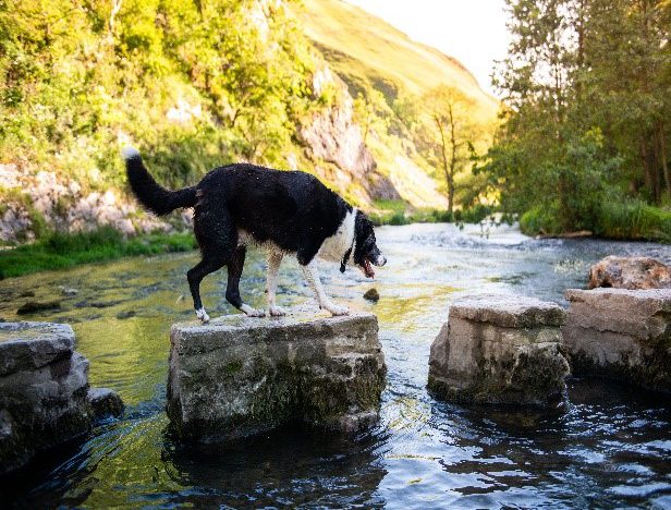 The Stepping Stones in Dovedale, Peak District