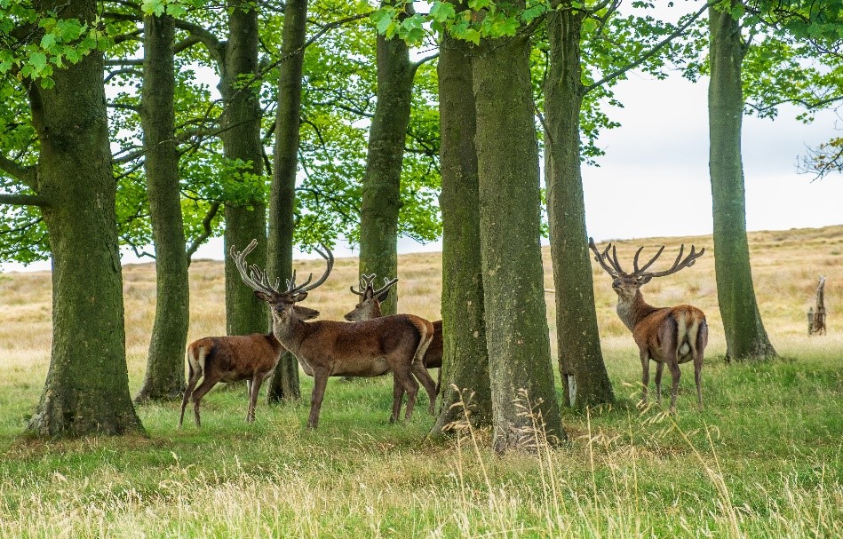 Lyme Park, Peak District