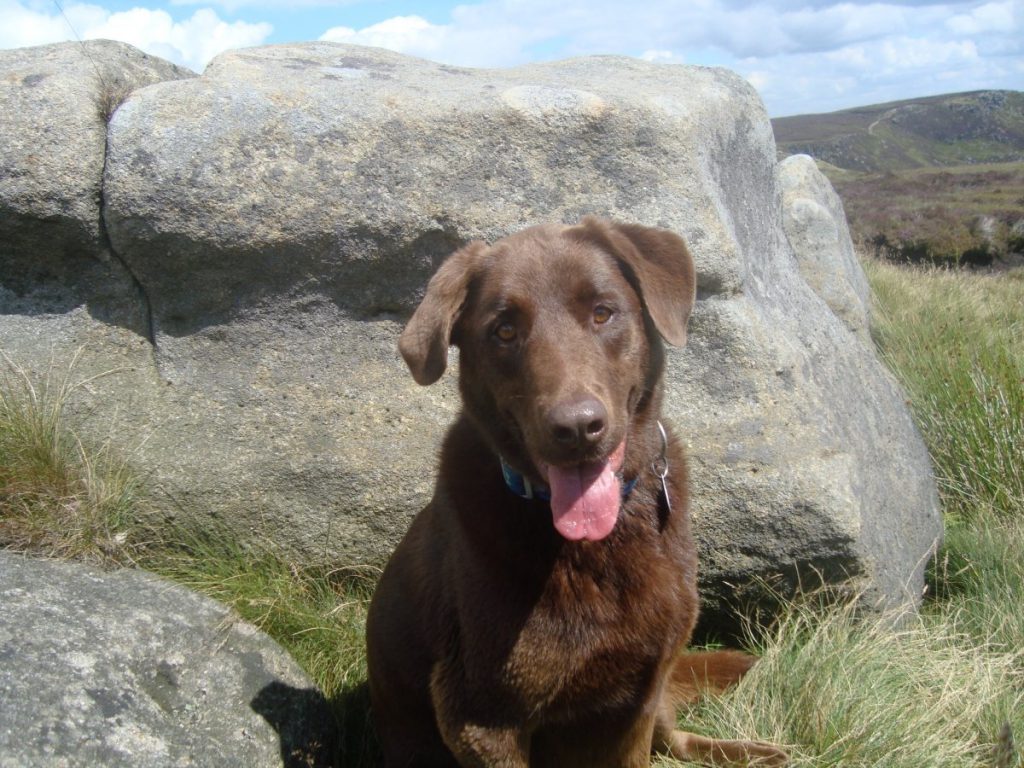 Dixy at Errwood Reservoir