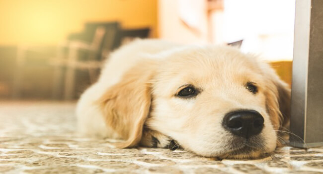 Dog friendly cottages at the peak district