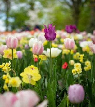 spring in the peak district