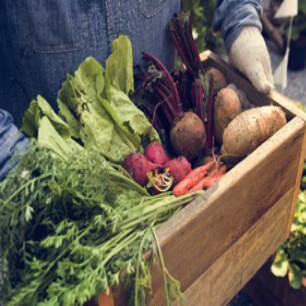Vegetables at Chatsworth estate farm shop